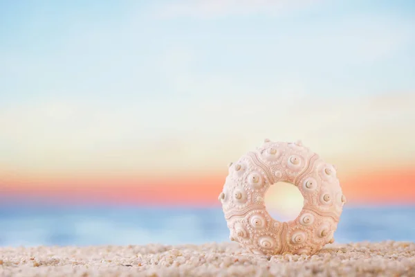 Ouriço Estrela Mar Praia Branca Oceano Com Nascer Sol Pôr — Fotografia de Stock