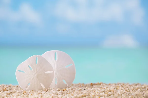 Corallo Bianco Sulla Località Balneare Sabbiosa — Foto Stock