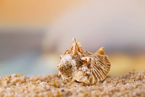 Tropical Seashell Golden Seascape — Stock Photo, Image