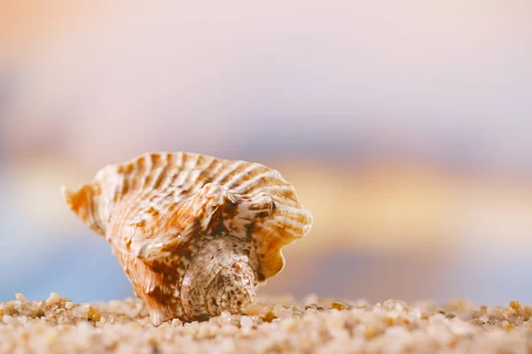 黄金海の浅い被写し界深度と熱帯の貝殻 — ストック写真