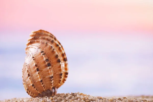 Conchiglia Tropicale Con Paesaggio Marino Dorato Dof Poco Profondo — Foto Stock