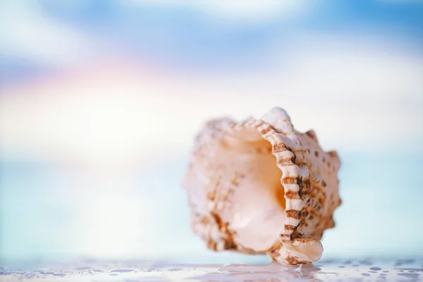 Conchiglia Tropicale Con Paesaggio Marino Dorato Dof Poco Profondo — Foto Stock