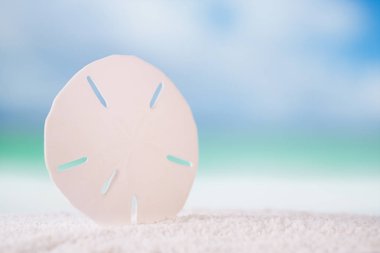 deniz yıldızı dolar ile deniz manzarası arka plan beyaz okyanus plaj kum