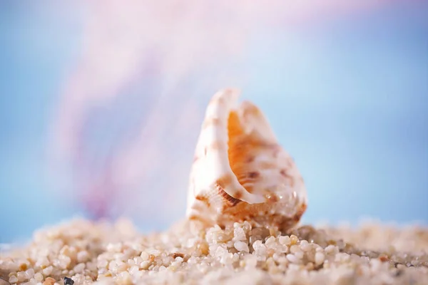 Tropische Muschel Muschel Muschel Muschel Auf Sand Mit Meer Unter — Stockfoto