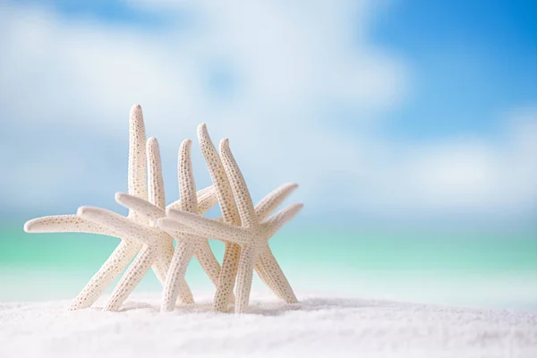 Stelle Marine Sulla Spiaggia Bianca Dell Oceano Con Sfondo Marino — Foto Stock