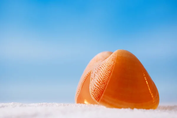 Tropical Red Seashell Sea Shell Ocean Beach Seascape Shallow Dof — Stock Photo, Image