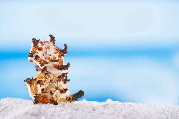 Tropische Muschel Muschel Muschel Mit Meer Strand Und Goldenem Meer — Stockfoto