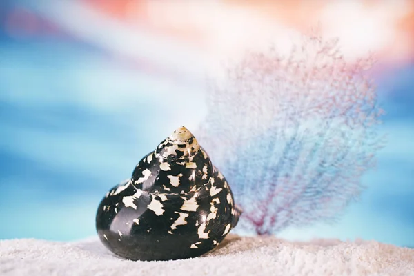 热带黑色贝壳海贝壳在沙滩上与海洋水下海景 — 图库照片