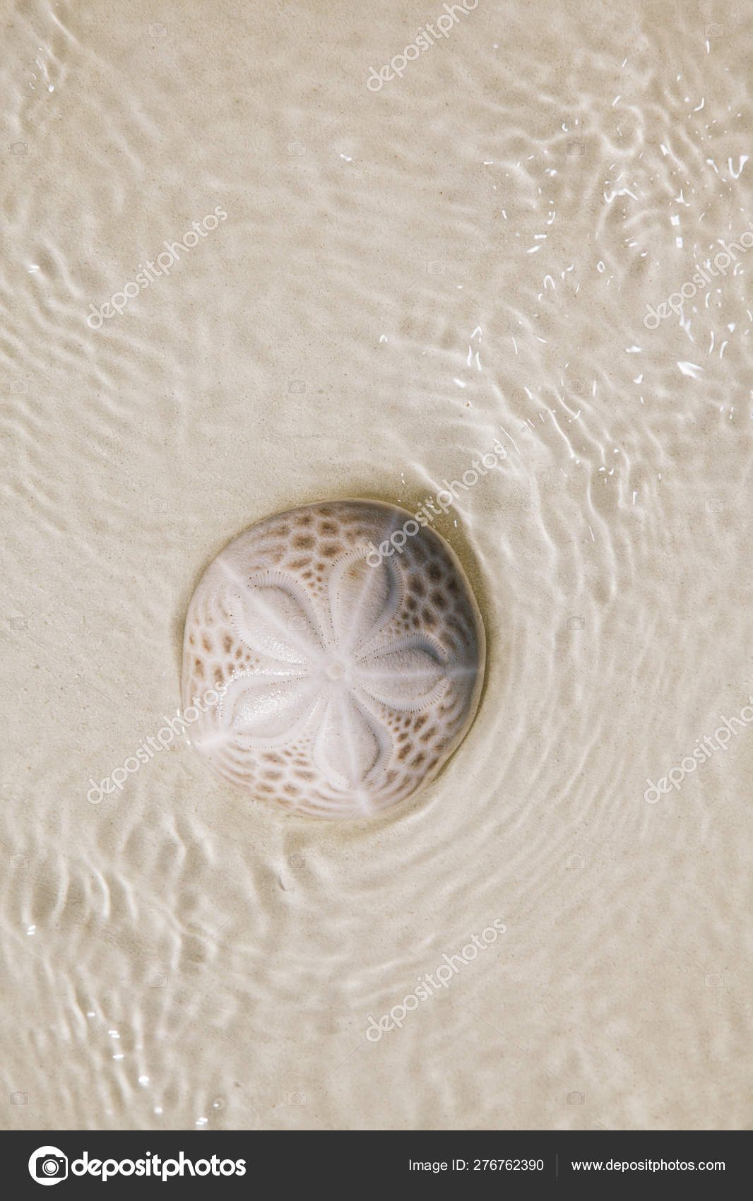 Sand Dollar Coral On Beach Sand Under Sea Waves Royalty Free Photo Stock Image By C Lvenks 276762390