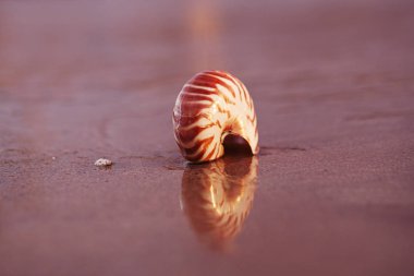 gündoğumu güneş ligh altında dalgalar ile deniz plajı nautilus deniz kabuğu nautilus
