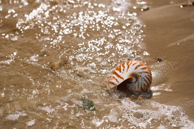  Nautilus pompilius deniz kabuğu ile İngiliz yaz plaj
