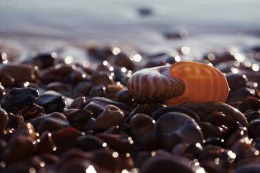  Nautilus pompilius deniz kabuğu ile İngiliz yaz plaj