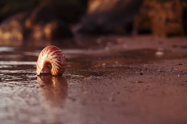 Nautilus de la concha marina en la playa del mar con las ondas bajo sol del amanecer ligh —  Fotos de Stock