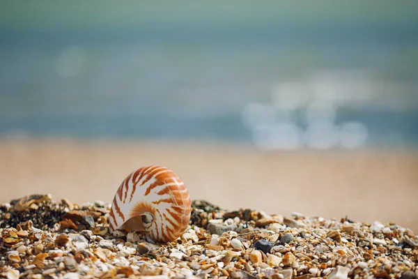 Spiaggia estiva britannica con conchiglia nautilus pompilius — Foto Stock