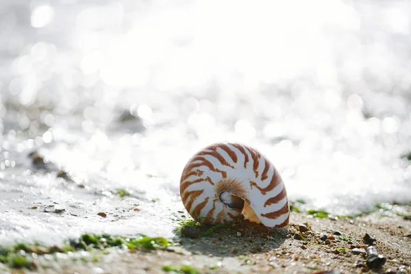 Spiaggia estiva britannica con conchiglia nautilus pompilius — Foto Stock