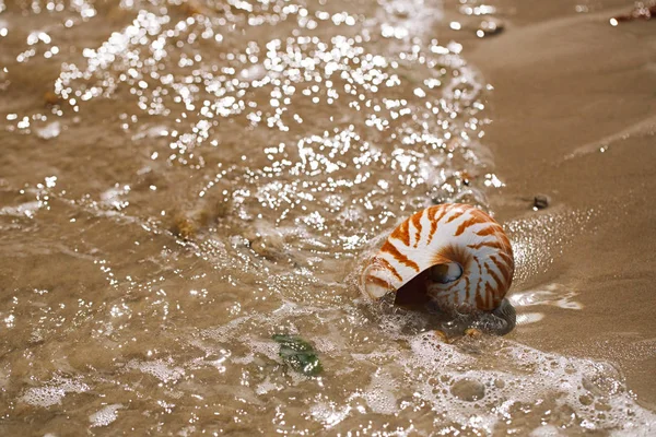  Nautilus pompilius deniz kabuğu ile İngiliz yaz plaj