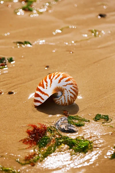 Praia de verão britânica com casca de mar nautilus pompilius — Fotografia de Stock