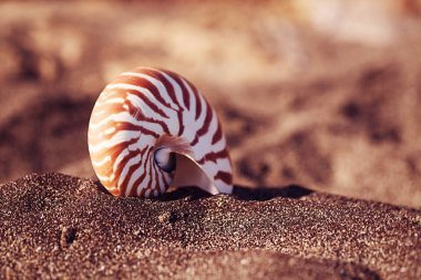 siyah kum plajda nautilus pompilius deniz kabuğu deniz kabuğu, Isle 