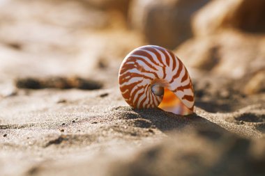 siyah kum plajda nautilus pompilius deniz kabuğu deniz kabuğu, Isle 