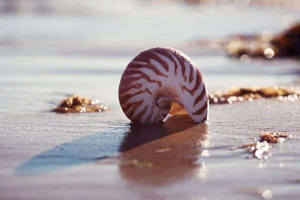 Brittiska sommaren beach med nautilus pompilius sea shell — Stockfoto