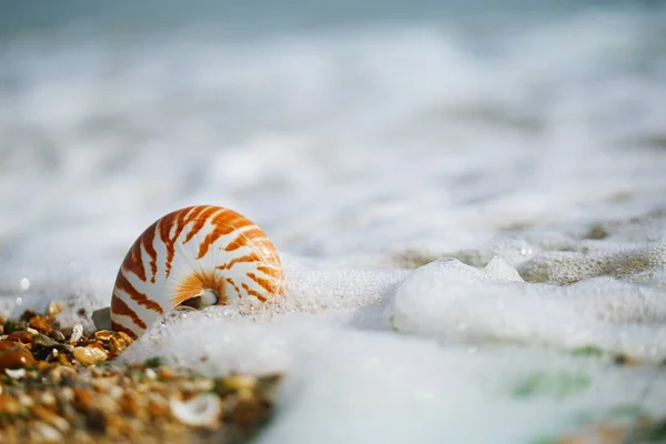 Spiaggia estiva britannica con conchiglia nautilus pompilius — Foto Stock