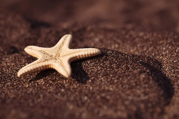 Stelle marine sulla spiaggia di sabbia nera — Foto Stock