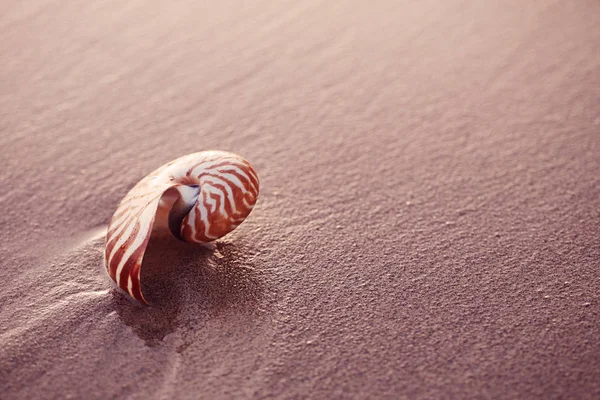 Seashell nautilus on sea beach with waves under sunrise sun ligh — Stock Photo, Image