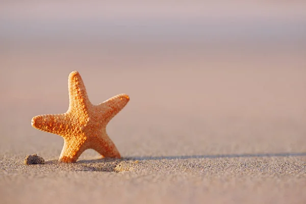 Estrela-do-mar na praia de areia preta — Fotografia de Stock