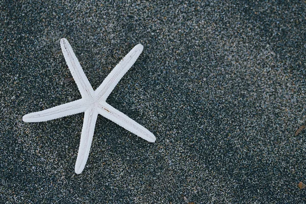 Hvězdnice na pláži černého písku — Stock fotografie