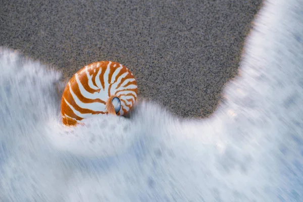 Hydroaktivní Nautilus na mořské pláži pod živou vodní vlnou — Stock fotografie