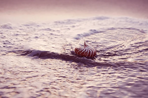 海贝壳鹦鹉螺在阳光下与波浪的海滩 — 图库照片