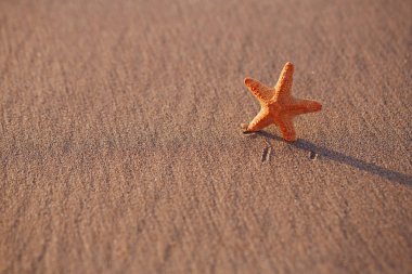 siyah kum sahilde denizyıldızı 