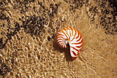 deniz kabuğu nautilus güneş ışığı altında dalgalar ile deniz plajında