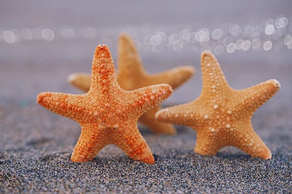 黑沙滩上的海星 — 图库照片
