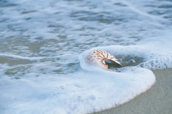 Nautilus de concha marina en la playa de mar con olas bajo la luz del sol —  Fotos de Stock