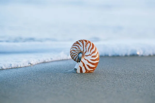 Conchiglia nautilus sulla spiaggia con onde sotto la luce del sole — Foto Stock