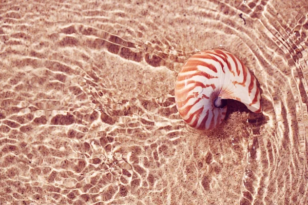 Seashell nautilus on sea beach with waves under  sun light — Stock Photo, Image