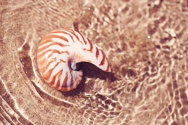 Conchiglia nautilus sulla spiaggia con onde sotto la luce del sole — Foto Stock