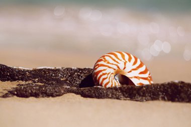 deniz kabuğu nautilus güneş ışığı altında dalgalar ile deniz plajında