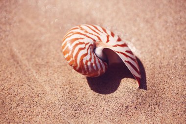 gündoğumu güneş ligh altında dalgalar ile deniz plajı nautilus deniz kabuğu nautilus