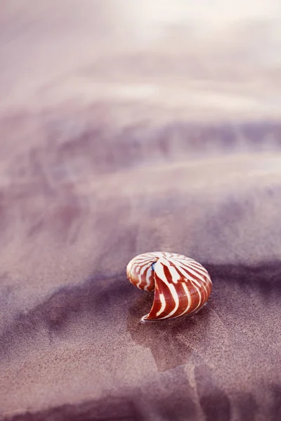 Nautilus de la concha marina en la playa del mar con las ondas bajo sol del amanecer ligh —  Fotos de Stock
