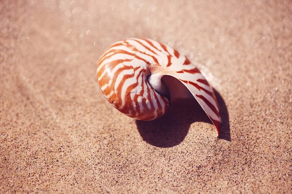 日の出の太陽の下で波と海のビーチで貝殻のオウム貝 — ストック写真