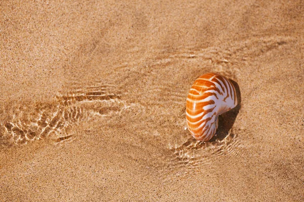deniz kabuğu nautilus güneş ışığı altında dalgalar ile deniz plajında