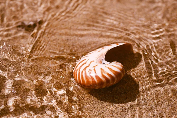 Ναυτίλος στη θάλασσα παραλία με κύματα κάτω από το φως του ήλιου — Φωτογραφία Αρχείου