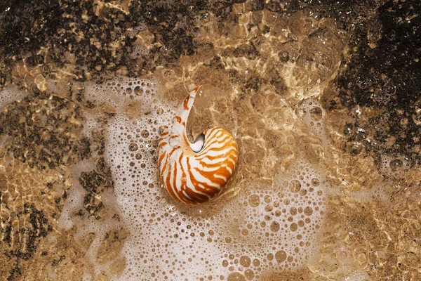 Seashell nautilus on sea beach with waves under  sun light — Stock Photo, Image