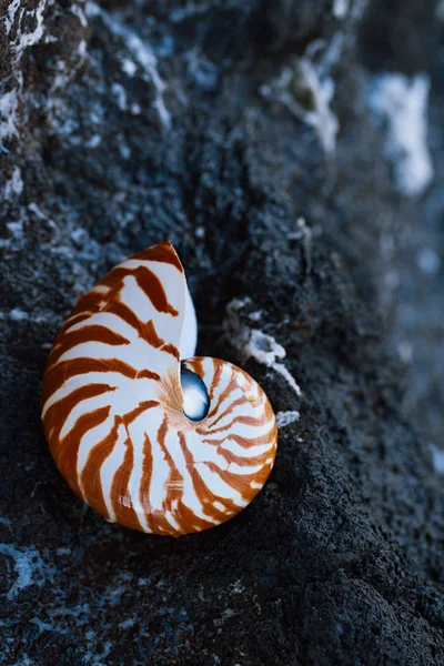 海贝壳鹦鹉螺在海边与海浪下的日出太阳ligh — 图库照片