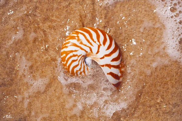 Conchiglia nautilus sulla spiaggia con onde sotto la luce del sole — Foto Stock