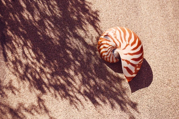 Concha nautilus na praia do mar com ondas sob a luz do sol — Fotografia de Stock