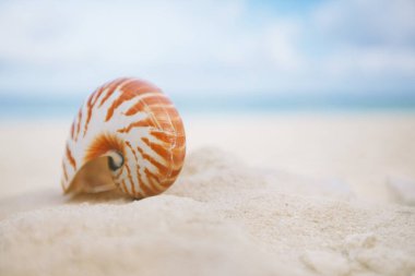 mükemmel deniz manzarası ile plajda güzel ve parlak deniz kabuğu