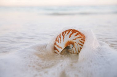 deniz dalgasında nautilus deniz kabuğu 